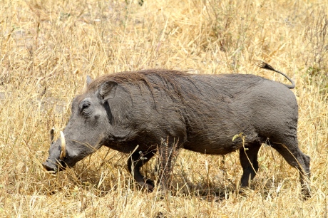 Ngiri (Warthog) or for Lion King Fans: Pumbaa