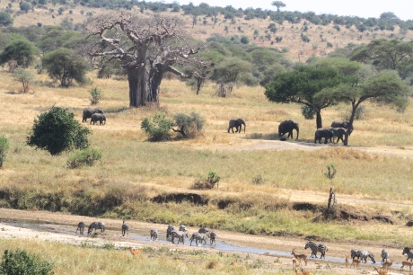 The Scenery in Tarangire National Park is Breathtaking!
