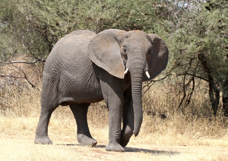 Tembo (Swahili for Elephant)