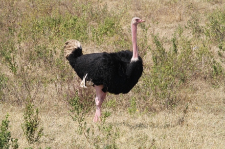 Mbuni (Ostrich)