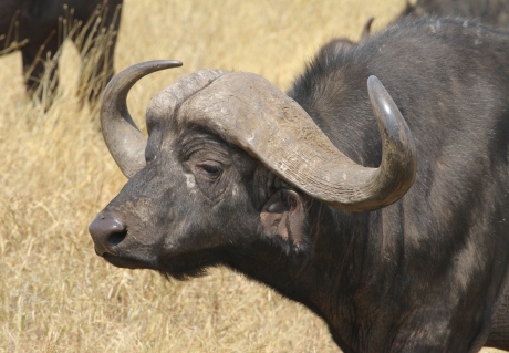 Nyumbu (African Buffalo)
