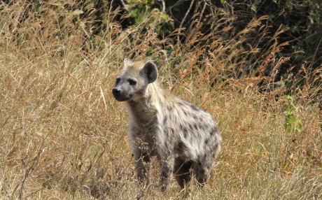 Fisi (Hyena)