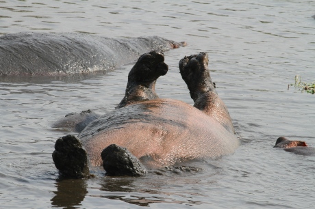 Hippos Rolling Over Like a Dog - Playing???