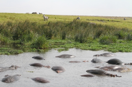 Kiboko (Hippo) Pool