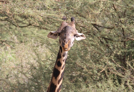 Twiga (Giraffe)