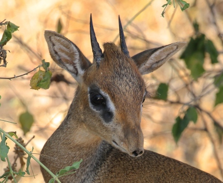 Dik Dik - Cute Little Deer Like Animals = Fully Grown Stand About 18" High