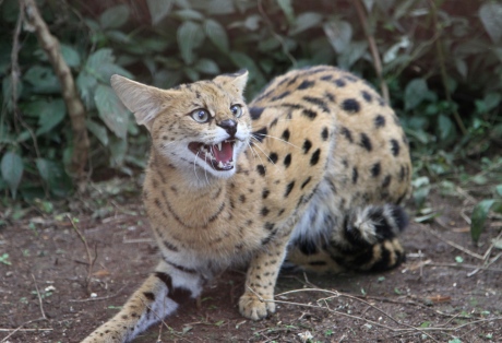 Serval Cat = Not Your Average House Cat!