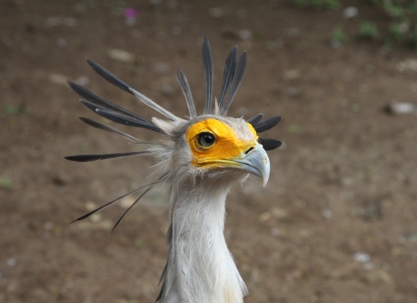 Secretary Bird ... Well - Let's Get It Right: Administrative Assistant Bird!