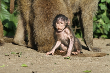 Baby Baboon: Our Guide Said It Was Likely Two Days Old!