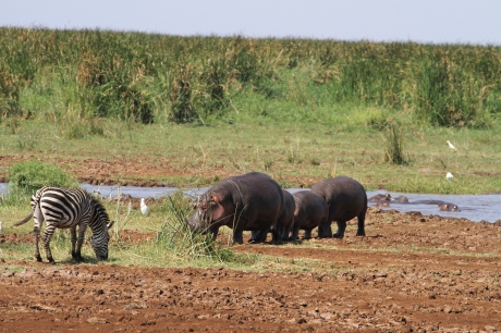 Family of Hippos
