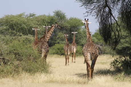 Family of Giraffe
